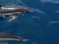 Boottocht naar de dolfijnen