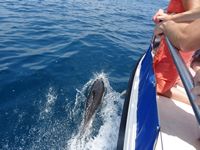 dolfijnen trip