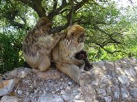 Apen op de rots van Gibraltar
